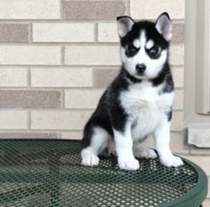 Meet your Posher, Lucio